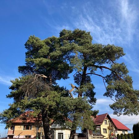 The Pines Boutique Villa Brasov Exterior photo